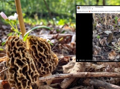 Na przełomie marca i kwietnia znaleźli w Polsce pyszne grzyby. "Zapowiada się świetny sezon"