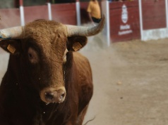 Honor, śmierć i adrenalina. Hemingway opisuje świat korridy