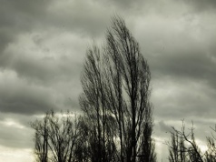 IMGW ostrzegł przed silnym wiatrem w 13 województwach