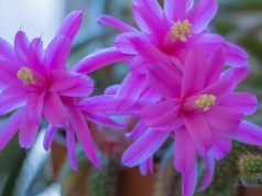 Najpiękniejszy kaktus, jakiego miałam. Trudno oderwać od niego wzrok