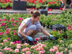 Masowy pozew w Holandii. Polacy mogą odzyskać pieniądze