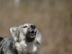 Samojedy zaczęły wyć. Naukowcy stanęli wtedy w osłupieniu