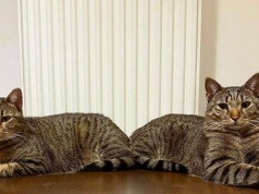 Wystarczy spełnić te warunki. Właściciele psów dostają dofinansowanie