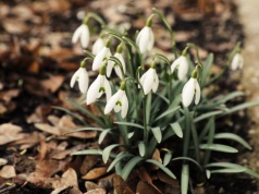 Wiosenne przebudzenie w świętokrzyskich lasach
