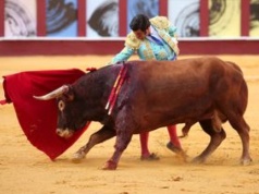 Tragedia w Maladze. Byk zabił byłego matadora