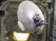 Tajemnicza fioletowa forma życia na ISS. Don Pettit pokazuje „Spudnika-1”