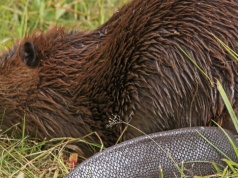To Wielkanoc wykończyła bobra. Powodem był jego ogon