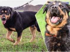 Do serca przytul psa. Bullock czeka na nowy dom