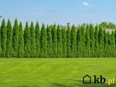 Sąsiad postawił wysoki płot? Możesz kazać go usunąć
