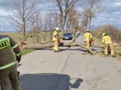 Silny wiatr daje się we znaki na Pomorzu. Przybywa interwencji strażaków