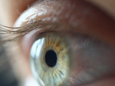 Nowa terapia siatkówczaka. Krople do oczu z egzosomami z nasienia świni