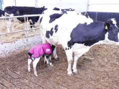 Dobry start cielęcia zaczyna się przed porodem. Błąd kosztuje wydajność