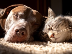 Nie porzucajmy zwierząt na święta – apelują schroniska