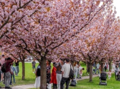 Różowa eksplozja nadciąga. Krakowska aleja wiśni znów stanie się hitem w sieci