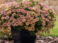 Najwyższa pora pożegnać pelargonię. Te kwiaty widać z daleka. "Milion dzwonków"