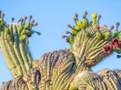 Nagle pustynia wystrzeliła wspaniałymi kolorami. Co się dzieje?