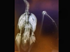 Strzelał do symbolu Polski