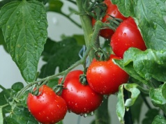 Rozpuść w ciepłej wodzie i podlej pomidory. Krzaki ugną się od soczystych i dorodnych owoców