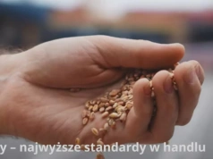 Oddali zboże i zostali z niczym. 22 miliony złotych wyparowały