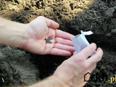 Siejesz kwiaty, a one nie rosną? Ten błąd robi większość