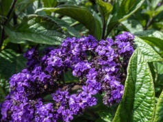 Heliotrop pachnie jak luksusowe perfumy. Sąsiadki nie przestają o niego pytać