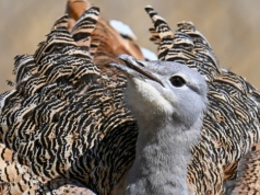 Jak byłem świadkiem wymarcia największego ptaka Polski. Zadzwonił telefon