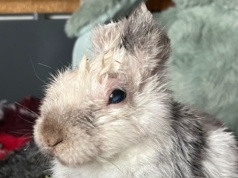 Pierwsze święta Marcysia w nowym domu. Po dramacie przyszedł czas na nadzieję