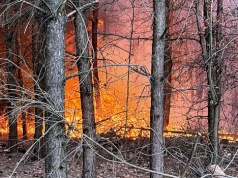 Uwaga! Duży pożar lasu w gminie Kuślin! Strażacy walczyli z ogniem i silnym wiatrem