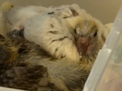 Wiele osób ciągle niepotrzebnie przynosi zdrowe ptaki do Ptasiego Azylu przy Warszawskim ZOO