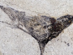 Początki życia na Ziemi cofnięte o miliony lat. Przełomowe odkrycie z Chin