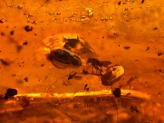 Bursztyn z Bałtyku skrywał niezwykłego stwora. To nie pająk ani komar