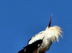 Beskidek Ligocki wrócił! Kultowy bocian znów w Ustroniu