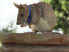 Postawili szczurowi pomnik. Zasłużył sobie na niego w wyjątkowy sposób