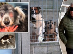 Właściciel schroniska w Sobolewie został skazany. To jednak nie jest koniec jego kłopotów