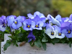 Wlej pod bratki. Będą kwitły w nieskończoność