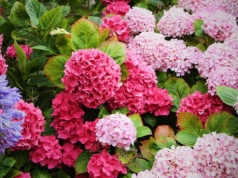 Zamiast sklepowej chemii wlej pod hortensje ten napar. Szybko pokażą ci, że było warto