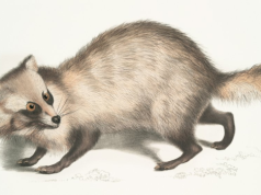 Dziwny lis coraz częściej wkracza do naszych miast. Wygląda słodko, ale się nie zbliżaj