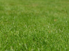 Ten nawóz jest w naturalny i darmowy. Regeneruje i pobudza żółty trawnik