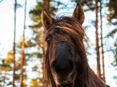 Do lasu wjechały konie z pługami. Wrócił porzucony kiedyś pomysł