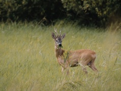 Kłusownictwo wciąż realnym zagrożeniem