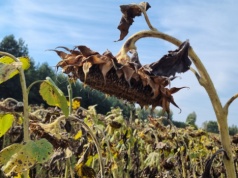 Słonecznik też może chorować. W jaki sposób można go chronić?