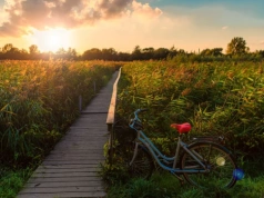 Fioletowe pola, jezioro i przysmaki. Nowa ścieżka zachwyci rowerzystów