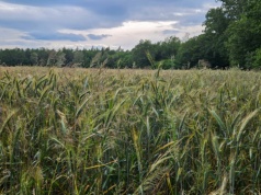 Miotła zbożowa odporna na herbicydy