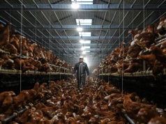 Jest ich trzy razy więcej niż ludzi. Ich przodek wciąż kryje się w lesie