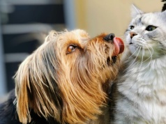 500 zł z programu dla właścicieli psów i kotów. Aby dostać pieniądze, trzeba się pospieszyć