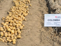 Ziemniaki bardzo wczesne: Lista Odmian Zalecanych. Które wybrać?