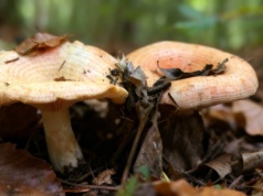 Mało kto go zbiera, a w kuchni smakuje lepiej niż kurki. Grzybiarze nie wiedzą co tracą