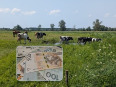 17,4 mld zł już wypłacone, ale rolnicy wciąż czekają. Kiedy pieniądze za dobrostan?