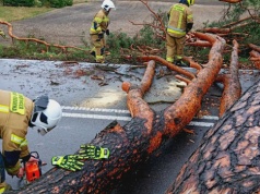 Rejowiec: drzewo runęło na drogę wojewódzką, ruch został wstrzymany