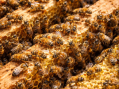 Pszczele bogactwo pod lupą. Co naprawdę kryje się w produktach z ula?